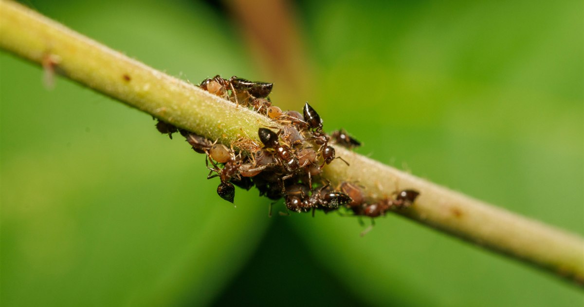 観葉植物の新芽に群がる小さなアブラムシのクローズアップ