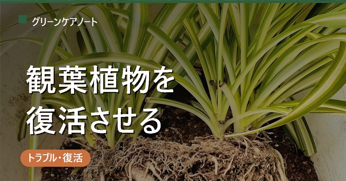 観葉植物を復活させる方法｜原因別リカバリー手順（過湿・水切れ・根腐れ・葉焼け）