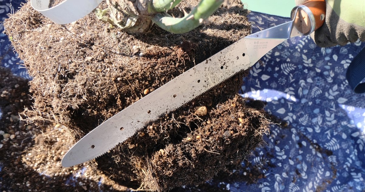 鉢から抜いた観葉植物の根を確認している手元