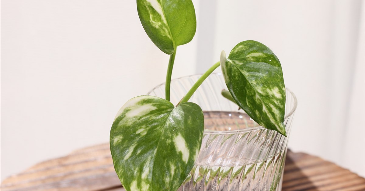 コップの水に挿したポトスの茎から白い根が伸びている水挿しのクローズアップ