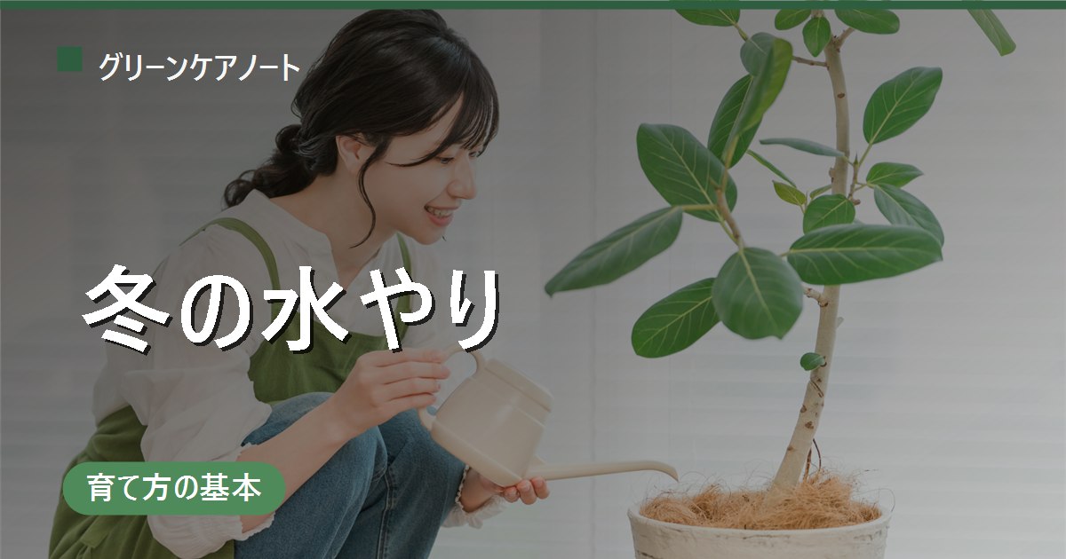 観葉植物の冬の水やり頻度｜目安は月1〜2回、休眠期はなぜ減らす？室温別の考え方