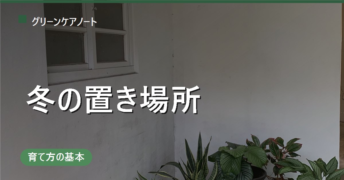 観葉植物の冬の置き場所はどこがいい？窓際・玄関・廊下の可否と注意点