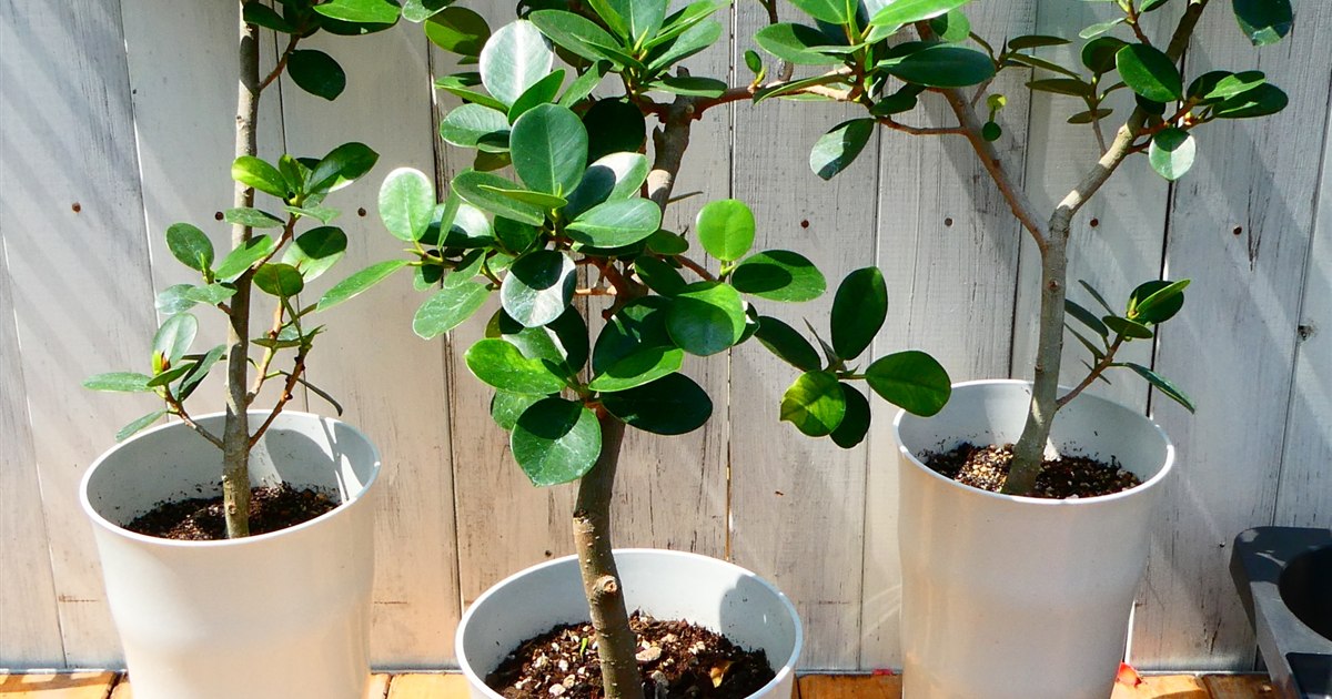 鉢植えのガジュマル数株を並べたようす