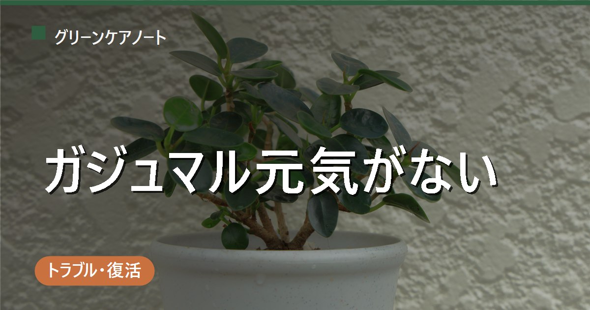 ガジュマルの元気がない原因は？葉のハリ・新芽・幹で見る早期チェック