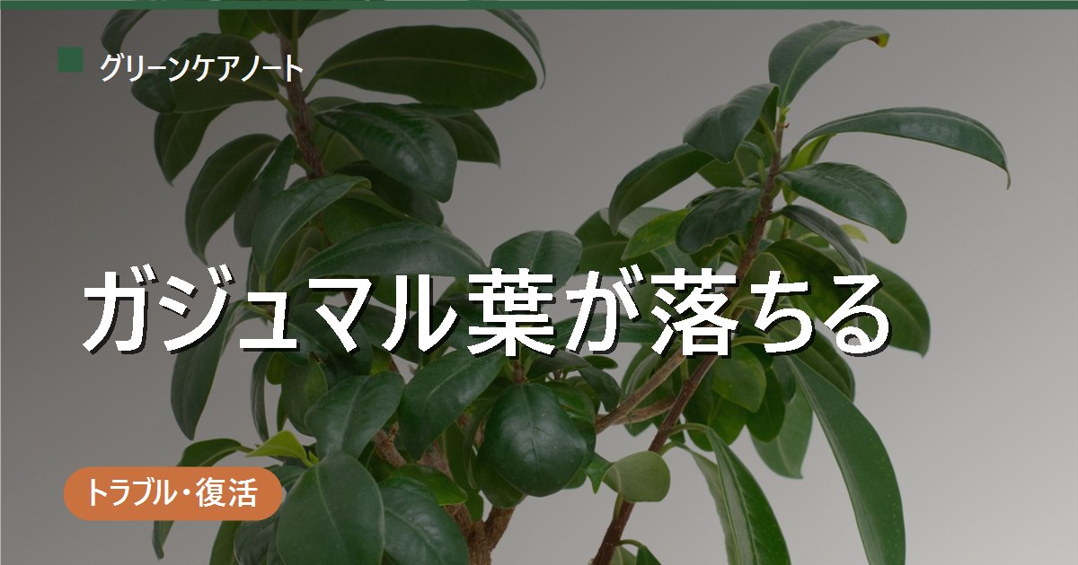 ガジュマルの葉が落ちる原因は？寒さ・水やり・環境変化の見分け方