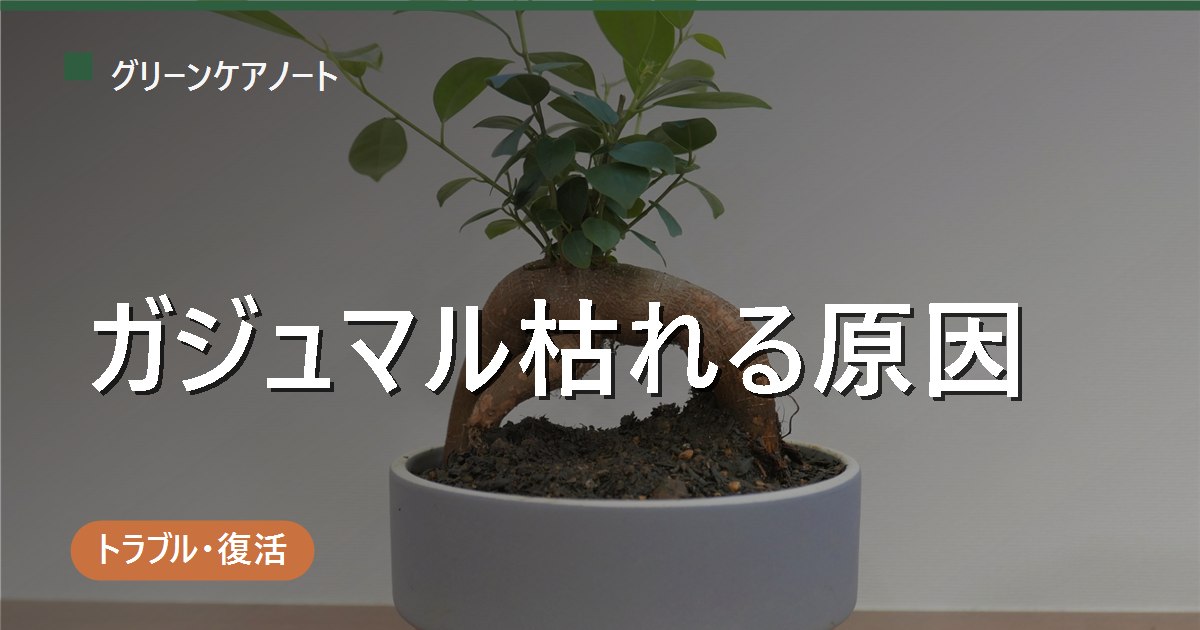 ガジュマルが枯れる原因｜幹の硬さ・ぶよぶよで見分ける生死判定と復活の可能性