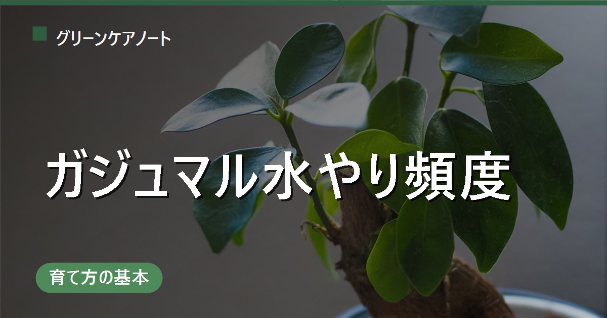 ガジュマルの水やり頻度｜春夏はたっぷり・秋冬は乾いて2〜3日後が目安