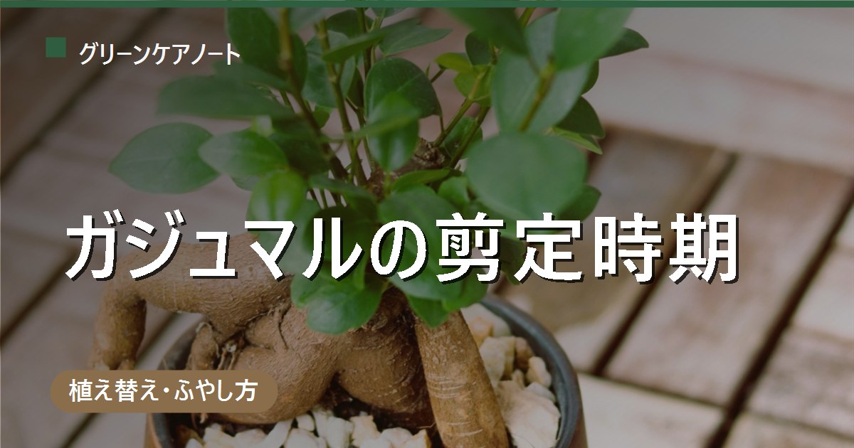 ガジュマルの剪定時期はいつ？丸坊主剪定の方法と切り口の樹液の注意点