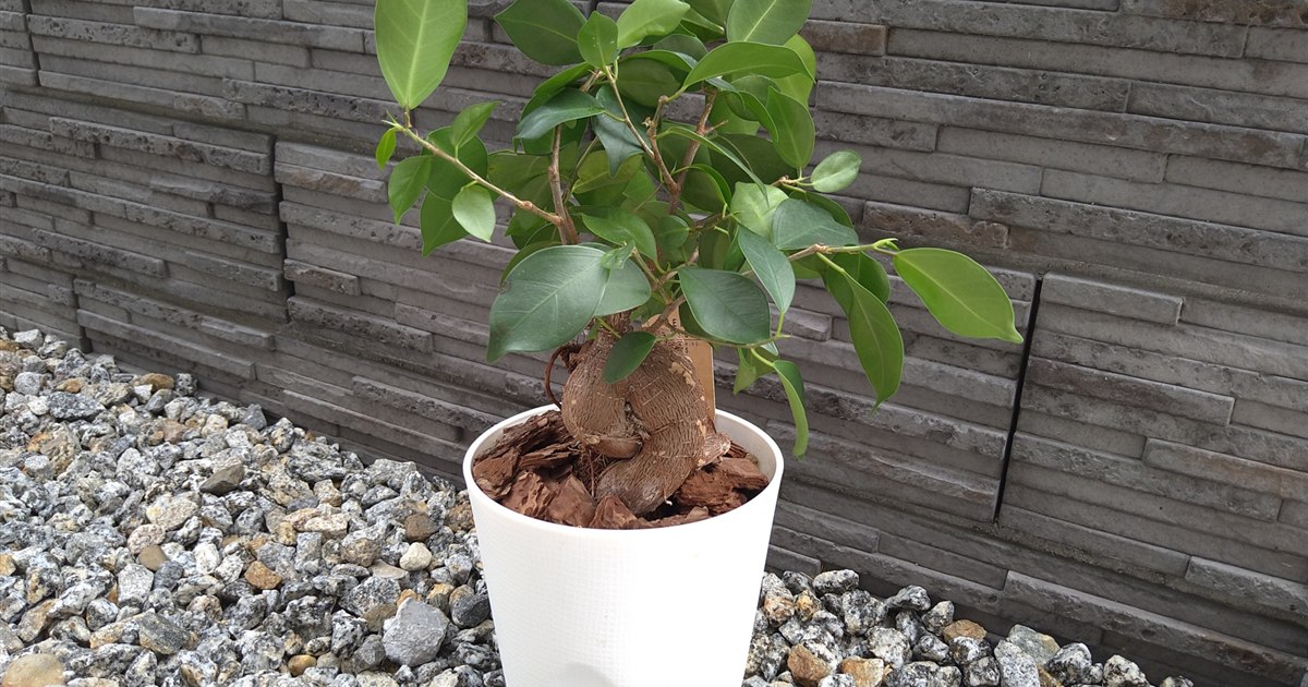 鉢植えのガジュマルの枝を剪定する手元