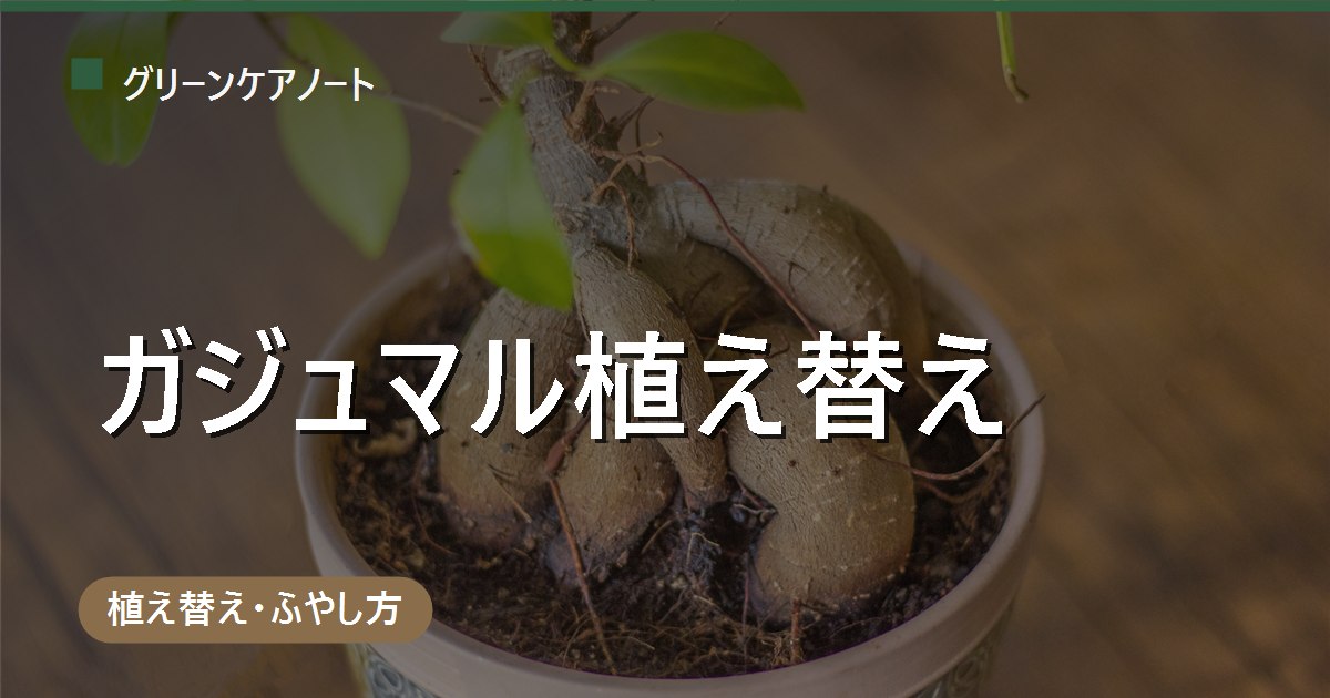 ガジュマルの植え替え時期は5〜6月｜気根・鉢割れを防ぐ手順とサイン
