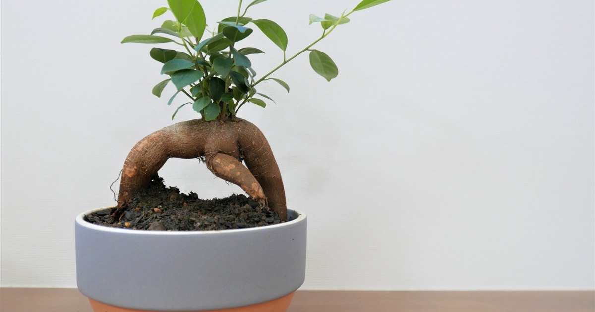 鉢植えのガジュマルの気根の様子