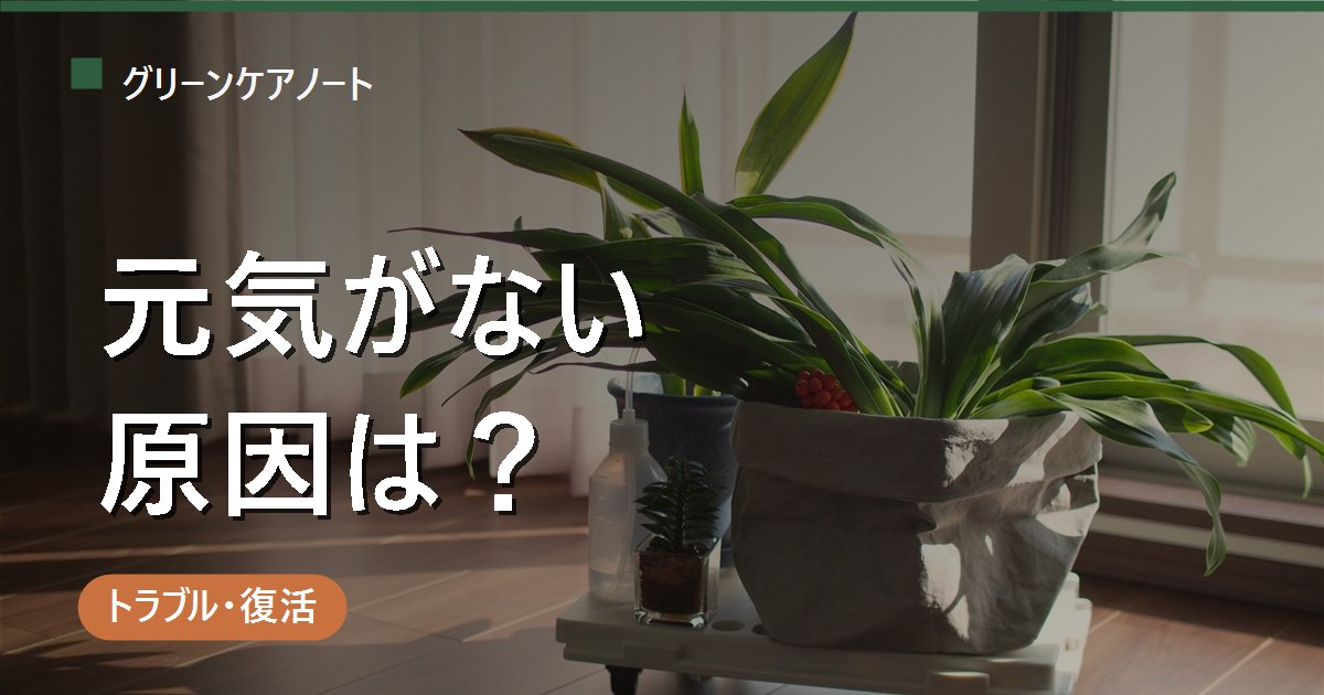 観葉植物の元気がない原因は？枯れる前に気づく早期サインとチェック診断