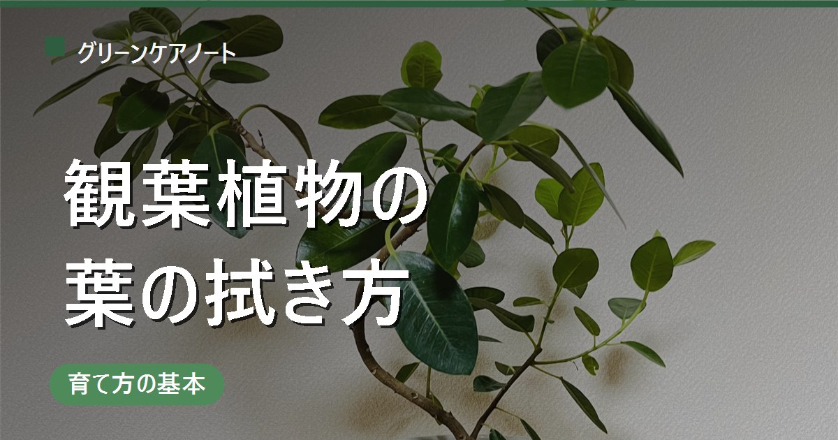 観葉植物の葉の拭き方｜ホコリを落とす正しい手順とNG・頻度
