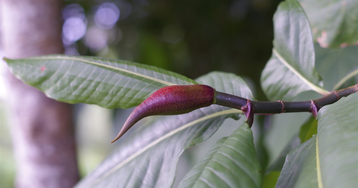固く絞った布で観葉植物の葉のホコリを葉脈に沿って拭き取っている手元