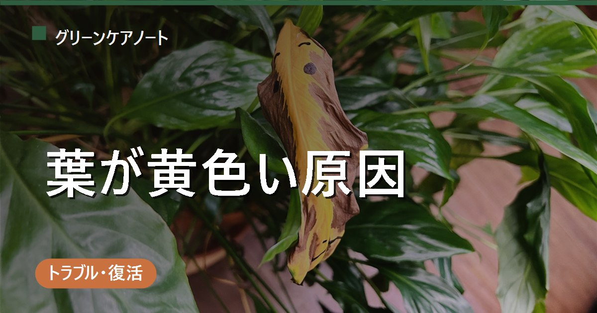 観葉植物の葉っぱが黄色い原因は？症状別チェックと正しい対処法