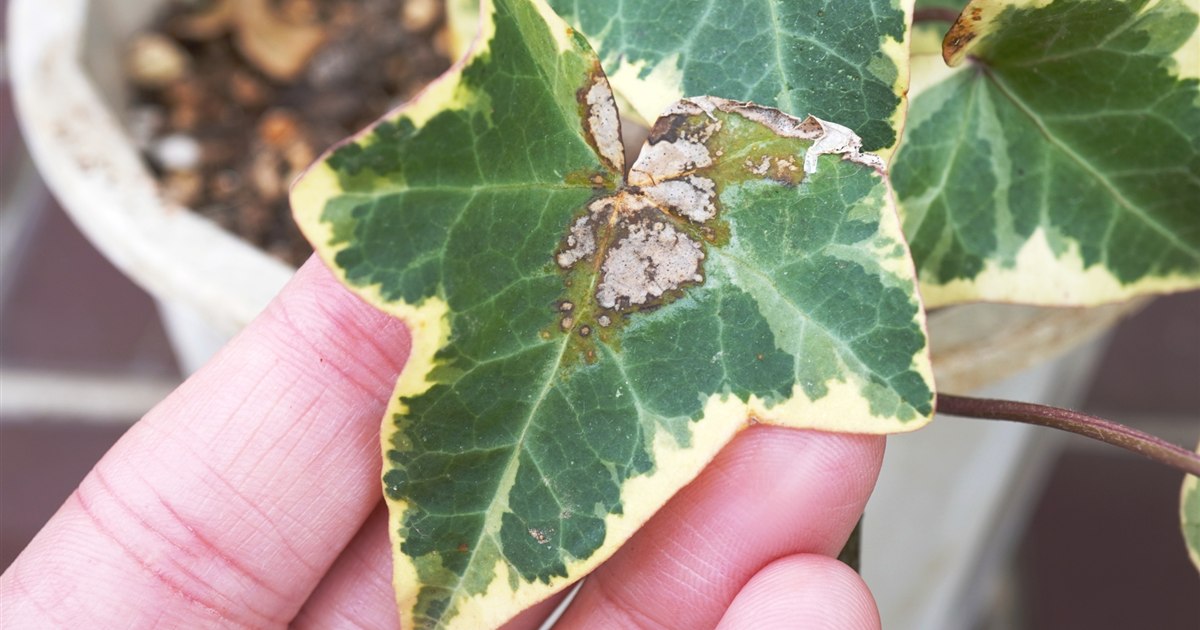 黄色く変色した観葉植物の葉のクローズアップ