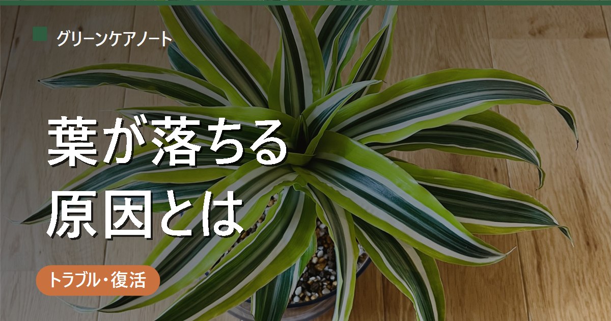 観葉植物の葉が落ちる原因とは？自然な落葉と異常のサインを見分ける