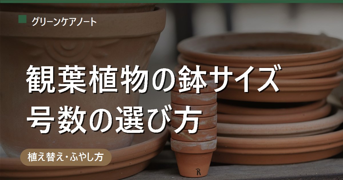 観葉植物の鉢サイズの選び方｜号数の測り方・リットル換算と素材・穴の違い