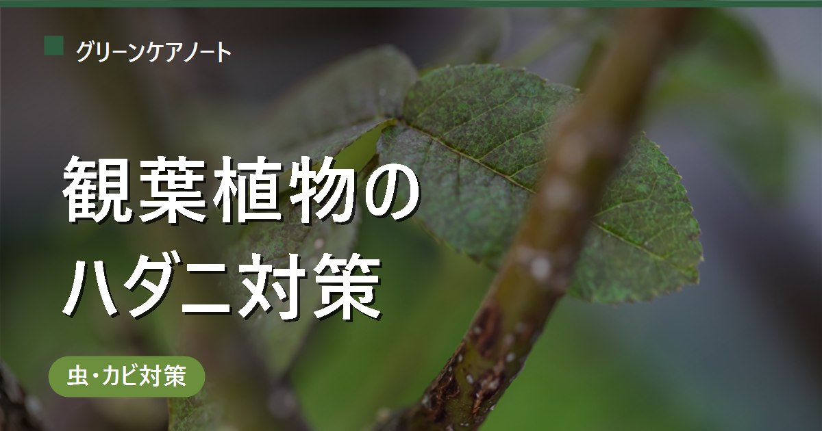 観葉植物のハダニ対策｜葉裏の駆除と乾燥させない予防法