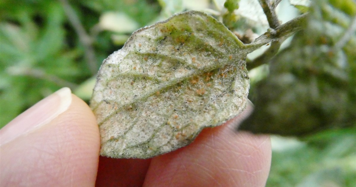観葉植物の葉裏に寄生したハダニと吸汁による白いカスリ状の斑点
