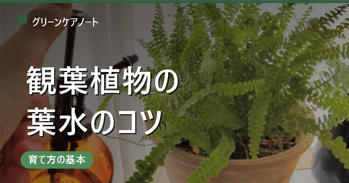 観葉植物の葉水｜効果とやり方・頻度は？やりすぎの弊害まで解説