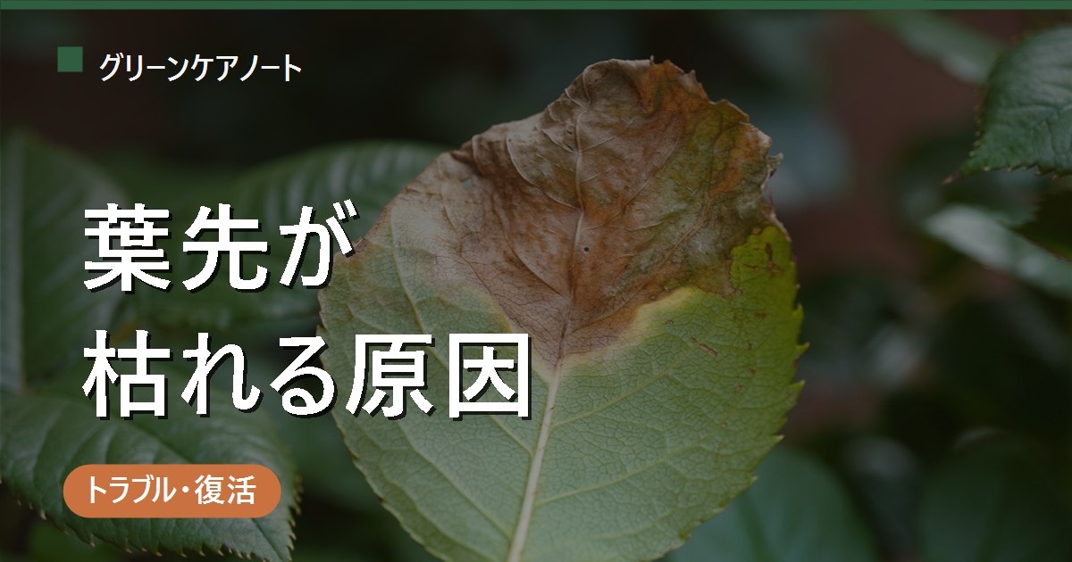 観葉植物の葉先が枯れる原因は？茶色くパリパリになる時の見分け方と対処法