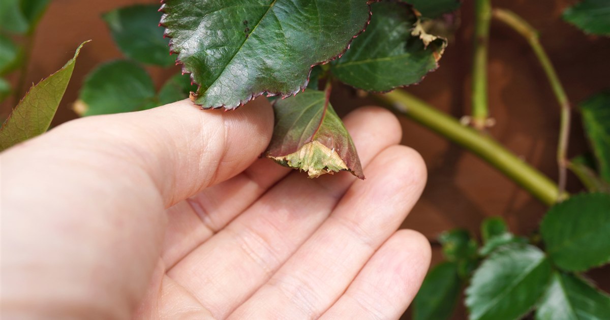 乾燥して縁がカールした観葉植物の葉のクローズアップ