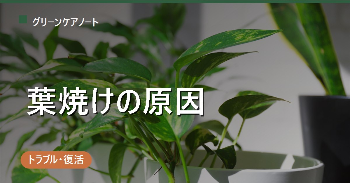 観葉植物の葉焼けの原因とは？見分け方・対処法・予防を解説