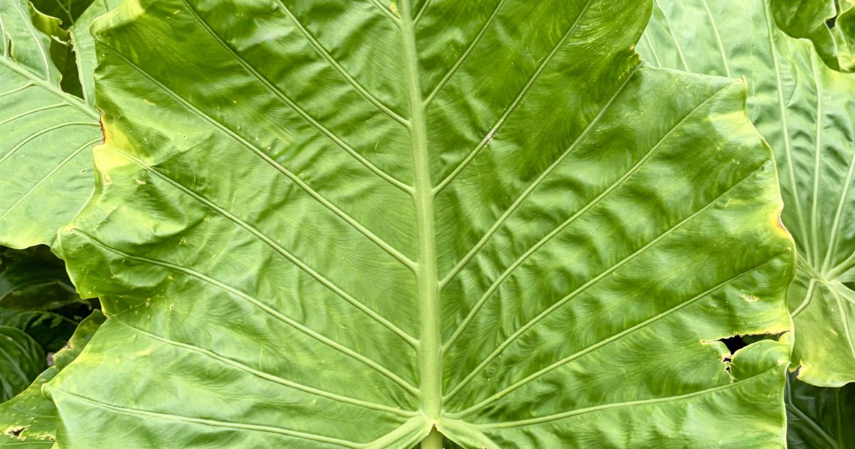 観葉植物の葉が茶色く葉焼けしている様子のクローズアップ