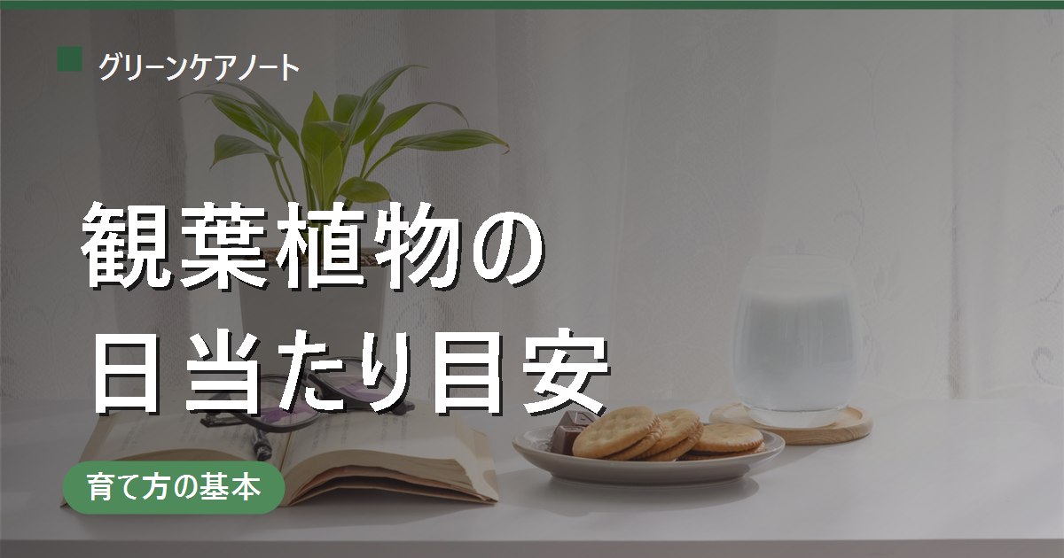観葉植物の日当たりの目安は？置き場所別の明るさ早見表で解説