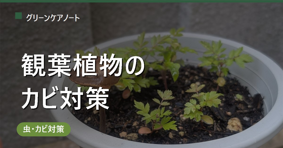 観葉植物のカビ対策｜土の白いカビ・葉の病気を原因別に除去＆予防