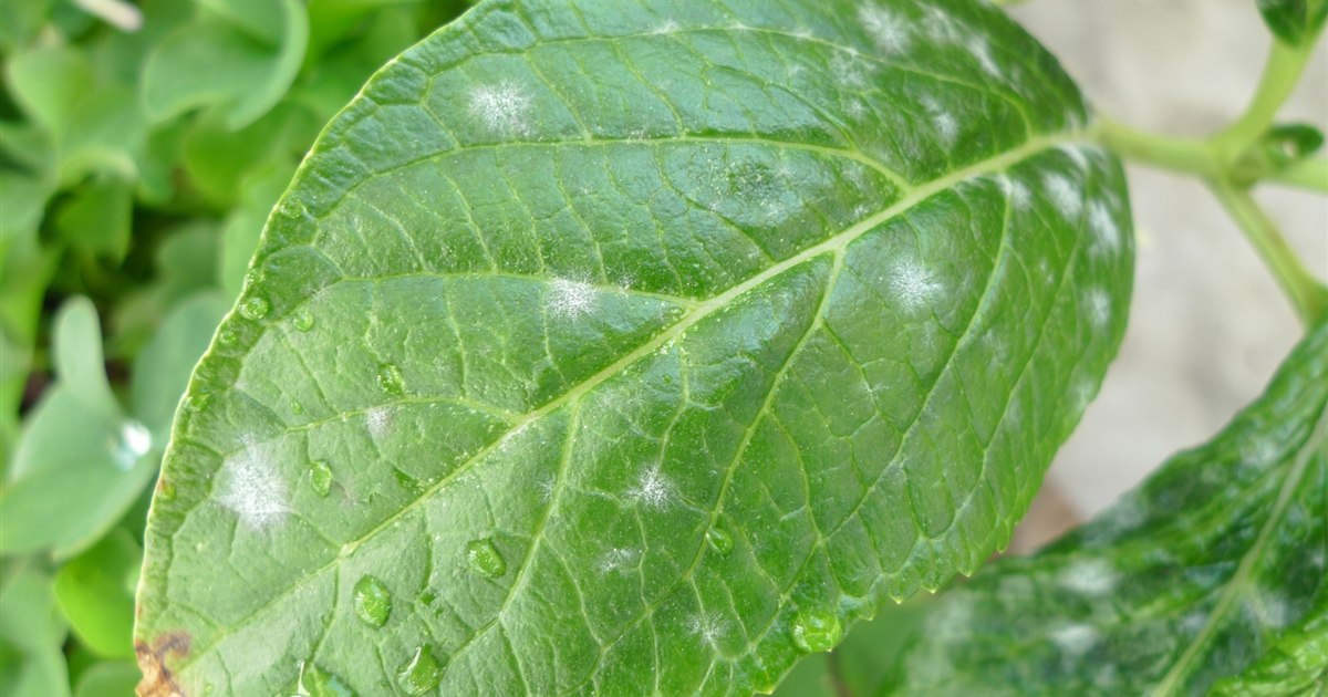 観葉植物の鉢の土の表面に白いカビが発生している様子のクローズアップ