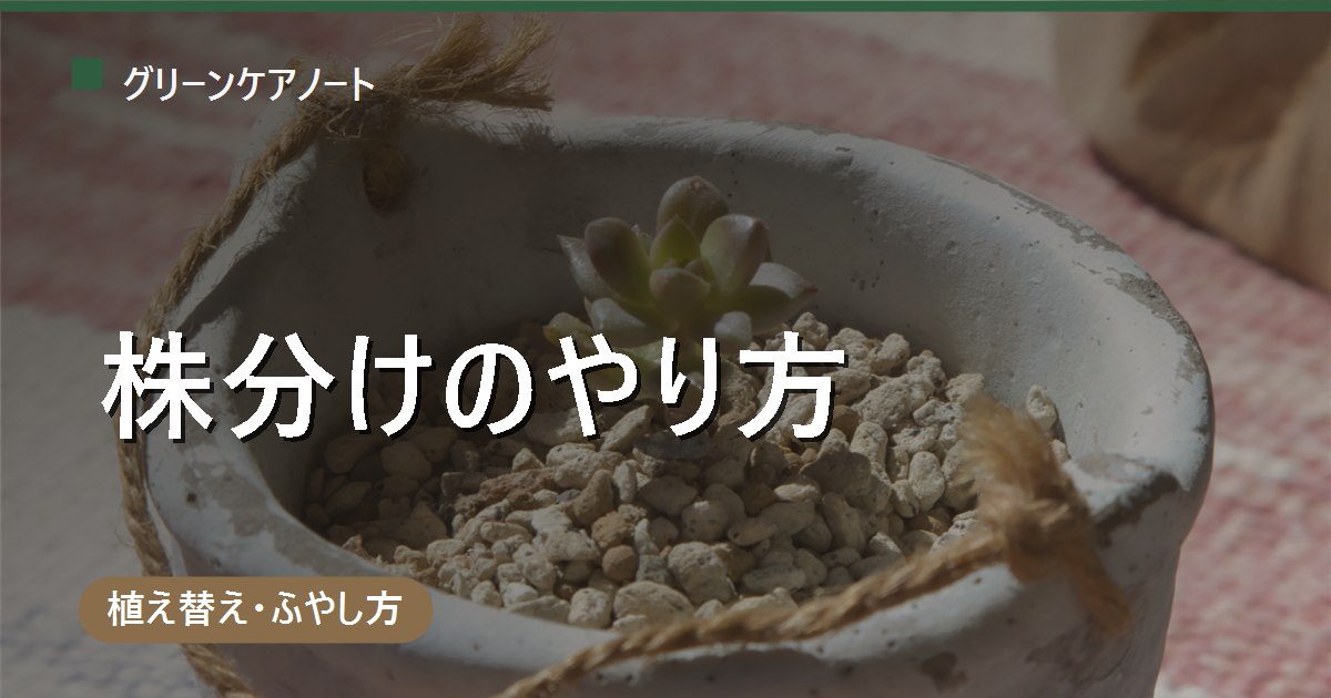 観葉植物の株分けのやり方｜できる植物の見分け方と手順・分けた後の管理
