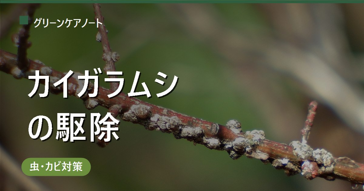 観葉植物のカイガラムシ駆除｜こすり落とし＋薬剤の使い分けと再発防止