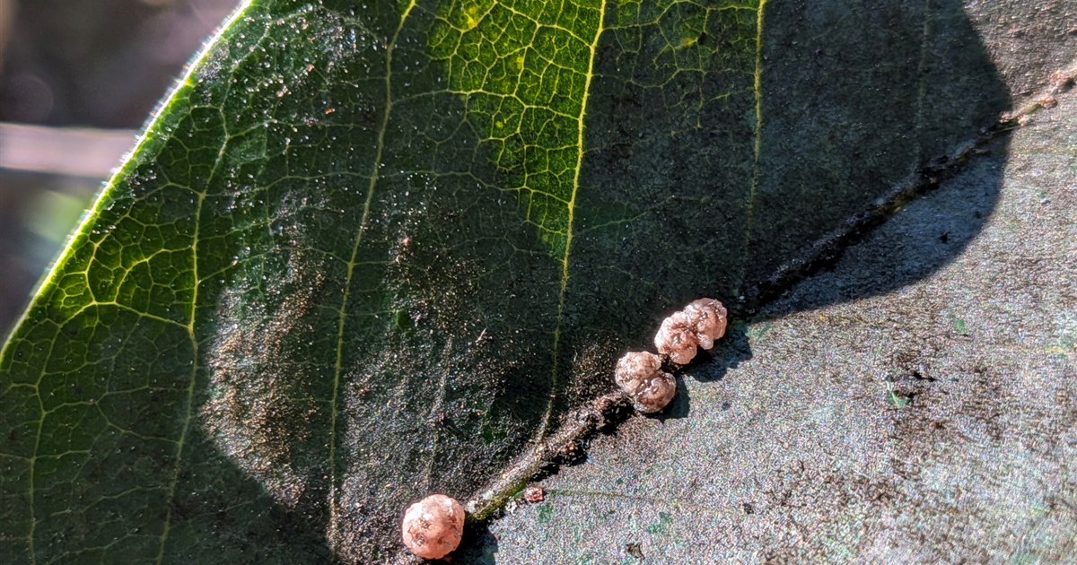 観葉植物の葉を歯ブラシでこすってカイガラムシを落とす様子