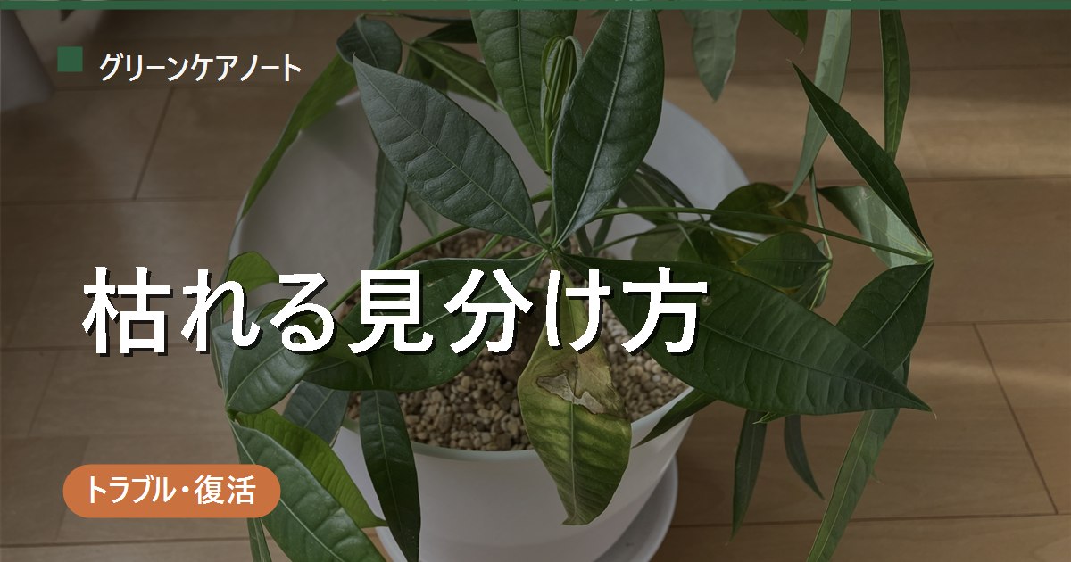 観葉植物が枯れる見分け方｜まだ生きてる？手遅れ判定と復活の初動