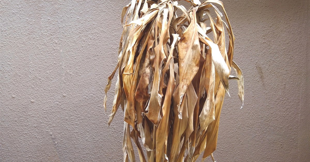 葉がしおれて茶色くなった観葉植物の鉢植え