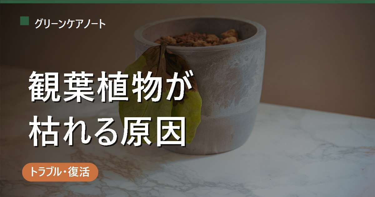 観葉植物が枯れる原因10選｜症状別チェック表でまず突き止める