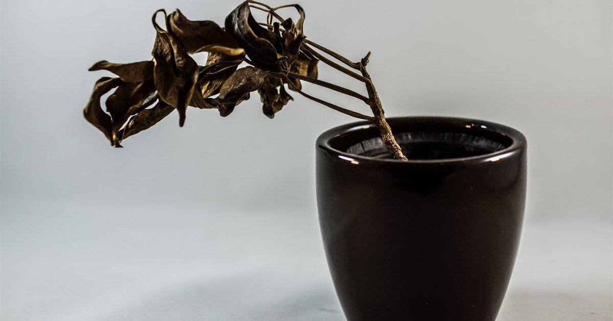 葉が茶色く枯れてしおれた観葉植物の鉢植え