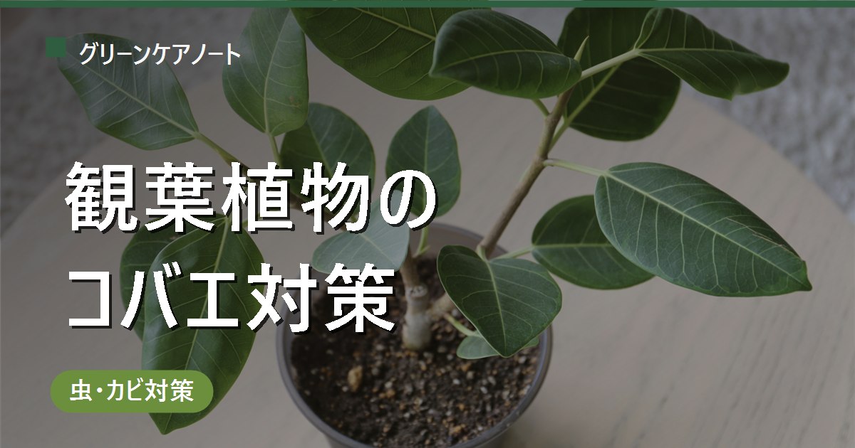 観葉植物のコバエ対策｜土から湧く原因と駆除・二度と繰り返さない予防法