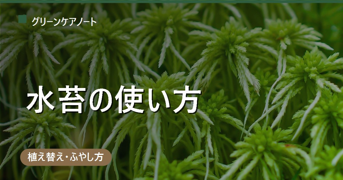 観葉植物の水苔の使い方|戻し方と「水苔だけ」で育てる注意点・土へ戻す手順