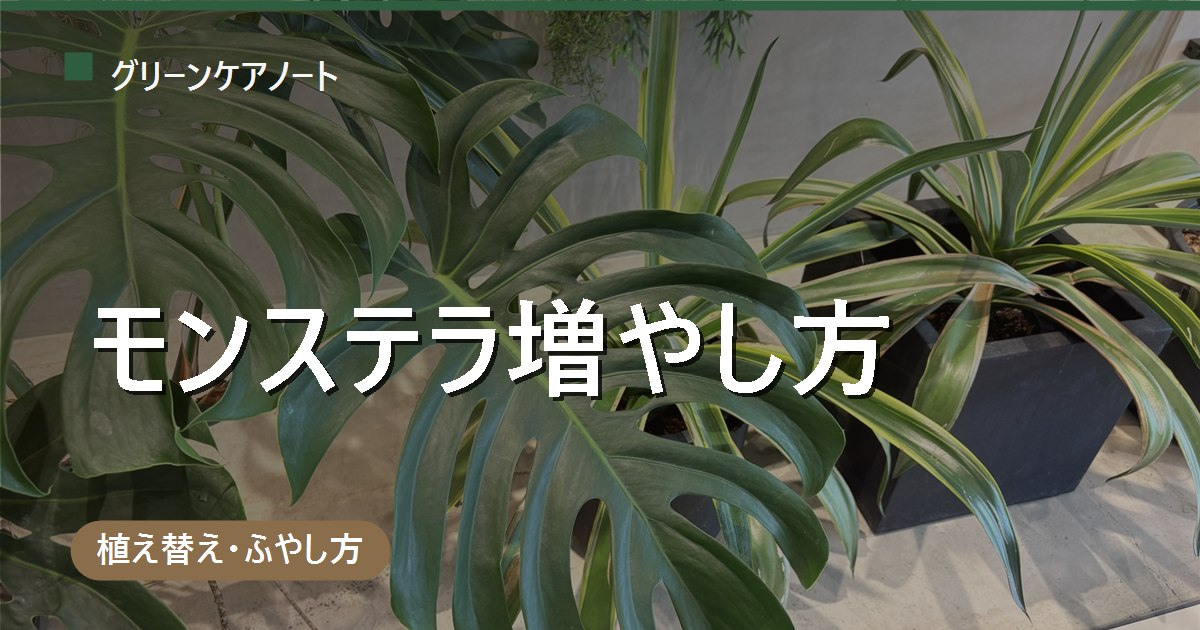 モンステラの増やし方｜挿し木・茎伏せ・水挿し・株分けの節の見分け方