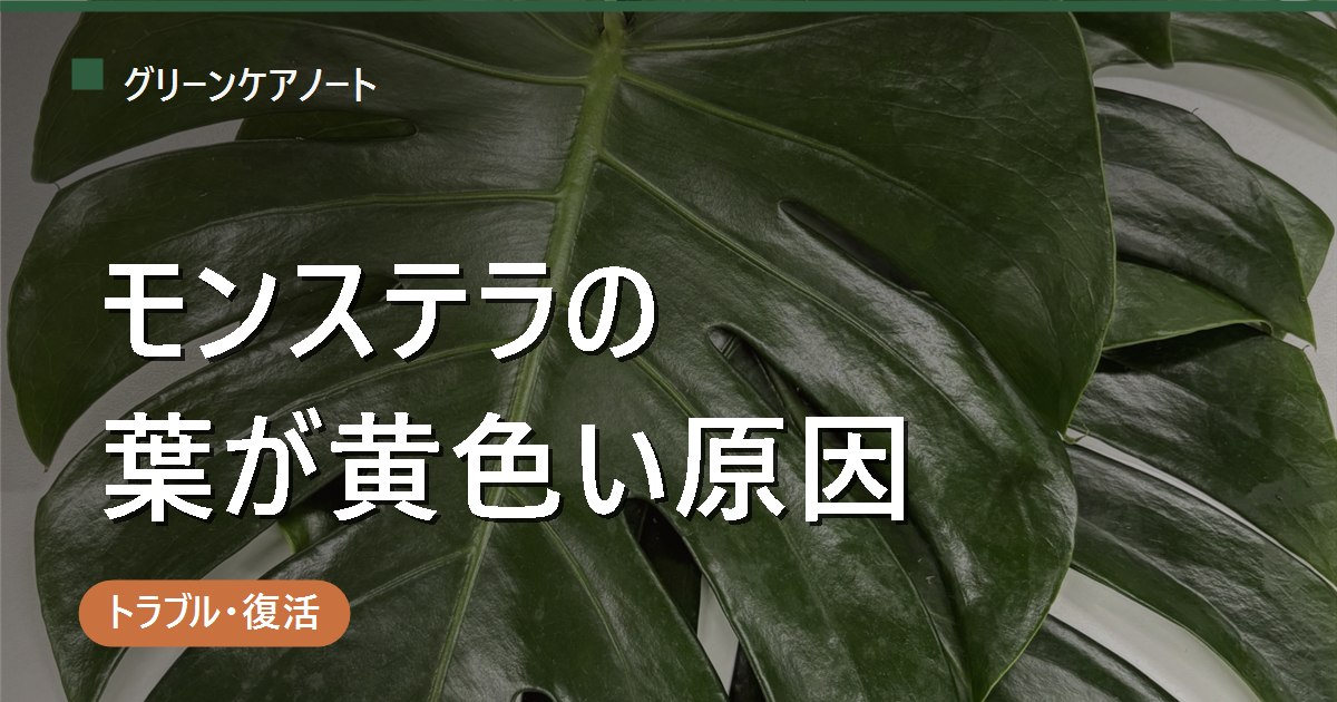 モンステラの葉が黄色い原因は？位置別に切り分ける対処と切り方