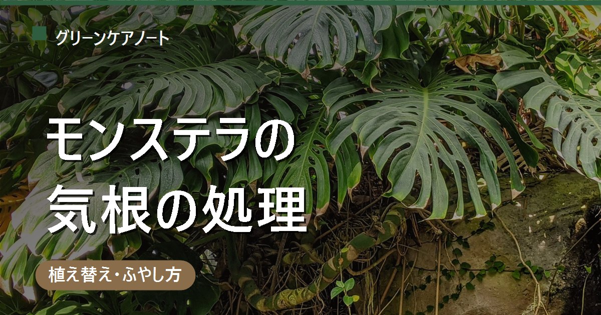 モンステラの気根はどうする？切る・活かす・土に誘導の判断と処理方法