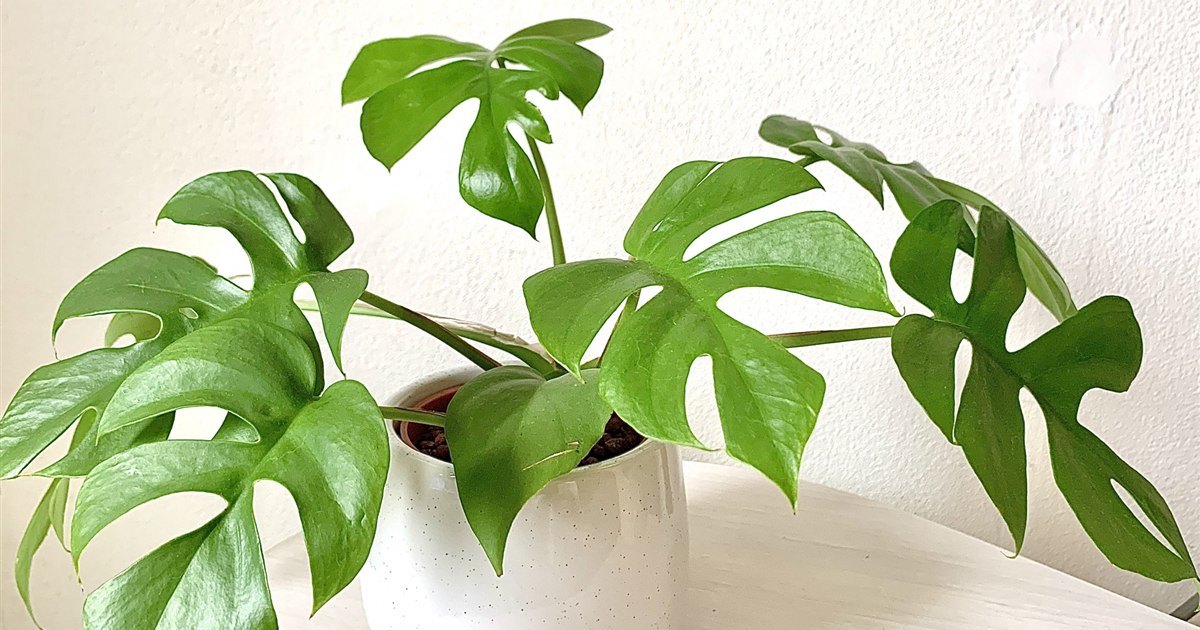鉢植えで育つモンステラの葉姿