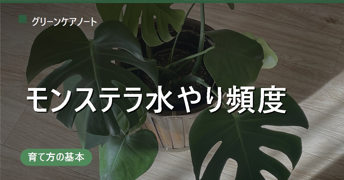 モンステラの水やり頻度は？季節別の目安と大鉢ほど乾きが遅い理由