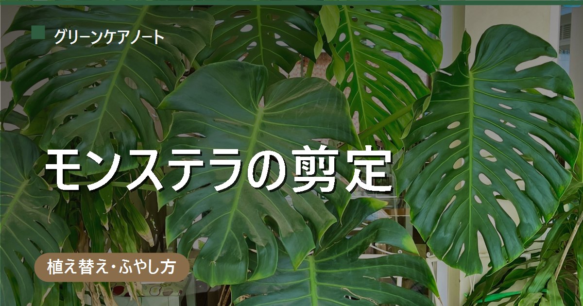 モンステラの剪定はどこを切る？節から3〜5cm上で切るのが基本