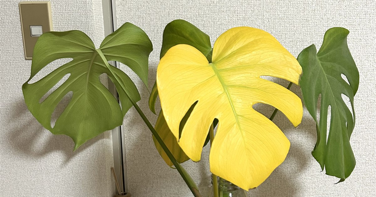 モンステラの茎をハサミで剪定している様子