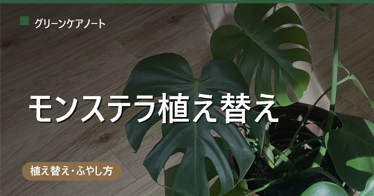 モンステラの植え替え時期はいつ？頻度1〜2年・気根と株分けの判断