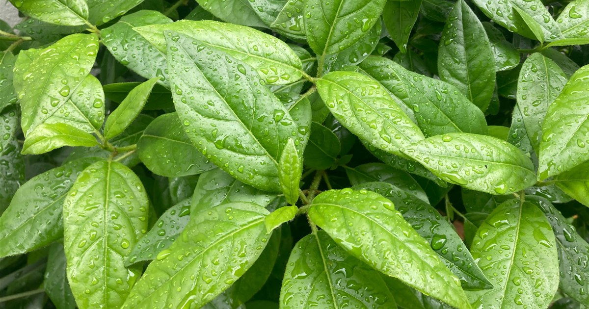観葉植物の葉や土まわりに発生する小さな虫を確認している様子